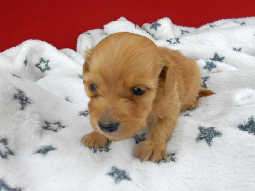 カニンヘンダックスフンド ププリン & クッキーの子犬 クリアレッド 男の子 お写真初登場