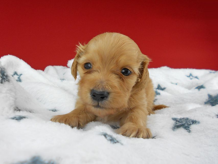 カニンヘンダックスフンド ププリン & クッキーの子犬 クリアレッド 男の子 お写真初登場