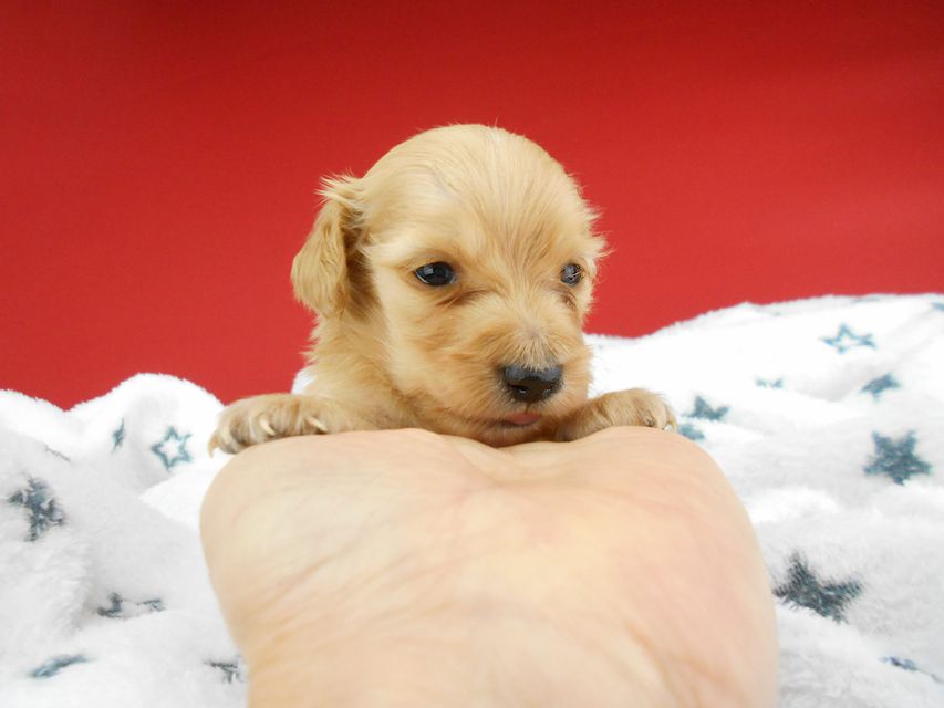 カニンヘンダックスフンド ププリン & クッキーの子犬 クリアレッド 男の子 お写真初登場