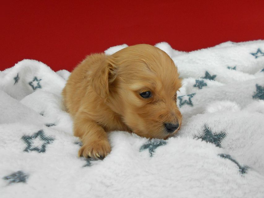 カニンヘンダックスフンド ププリン & クッキーの子犬 クリアレッド 男の子 お写真初登場