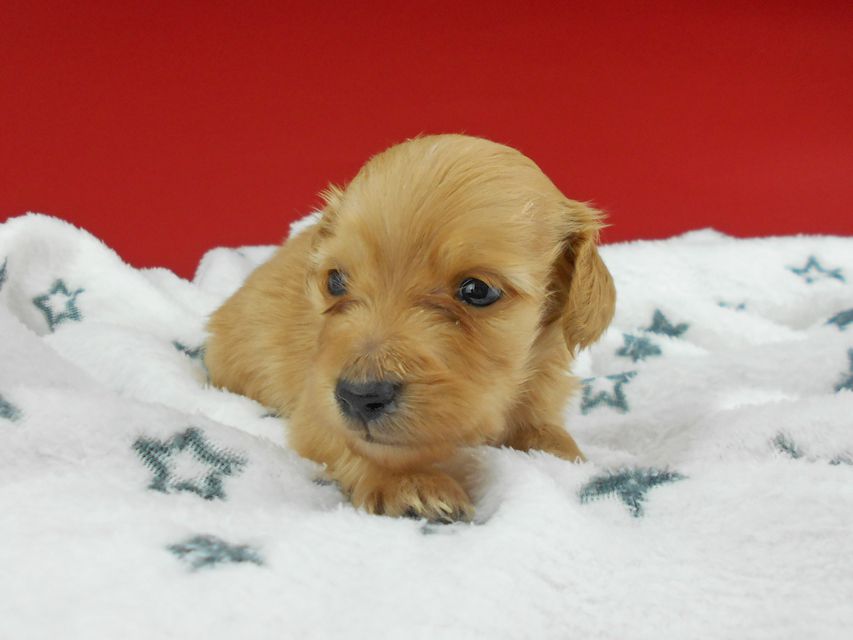 カニンヘンダックスフンド ププリン & クッキーの子犬 クリアレッド 男の子 お写真初登場