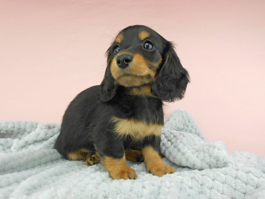 カニンヘンダックスフンド ナンシーcs & ナイトの子犬 ブラックタン 男の子（3）