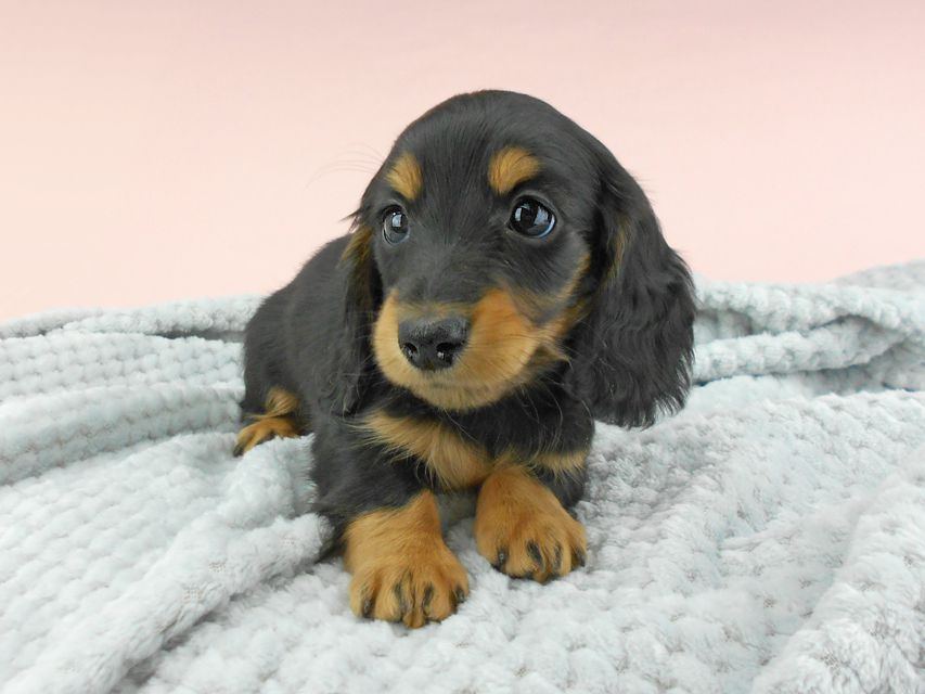 カニンヘンダックスフンド ナンシーcs & ナイトの子犬 ブラックタン 男の子（3）