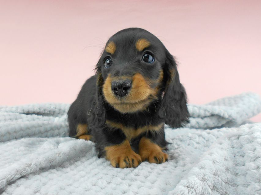 カニンヘンダックスフンド ナンシーcs & ナイトの子犬 ブラックタン 男の子（3）