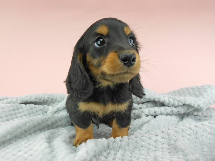 カニンヘンダックスフンド ナンシーcs & ナイトの子犬 ブラックタン 男の子（3）