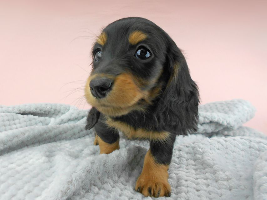 カニンヘンダックスフンド ナンシーcs & ナイトの子犬 ブラックタン 男の子（3）