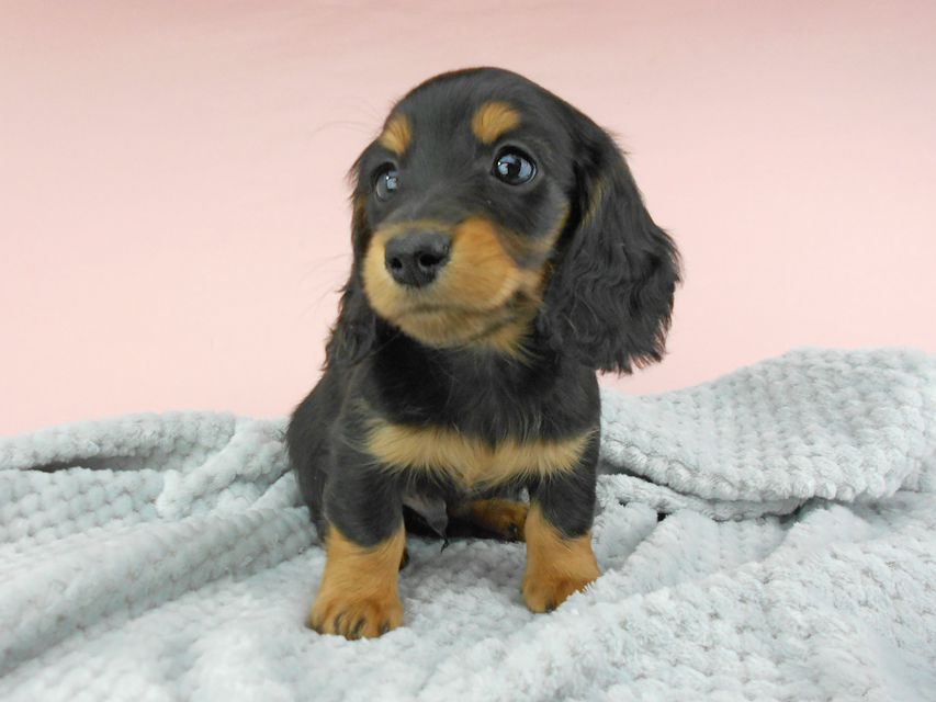 カニンヘンダックスフンド ナンシーcs & ナイトの子犬 ブラックタン 男の子（3）