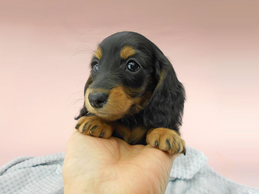 カニンヘンダックスフンド ナンシーcs & ナイトの子犬 ブラックタン 男の子（3）