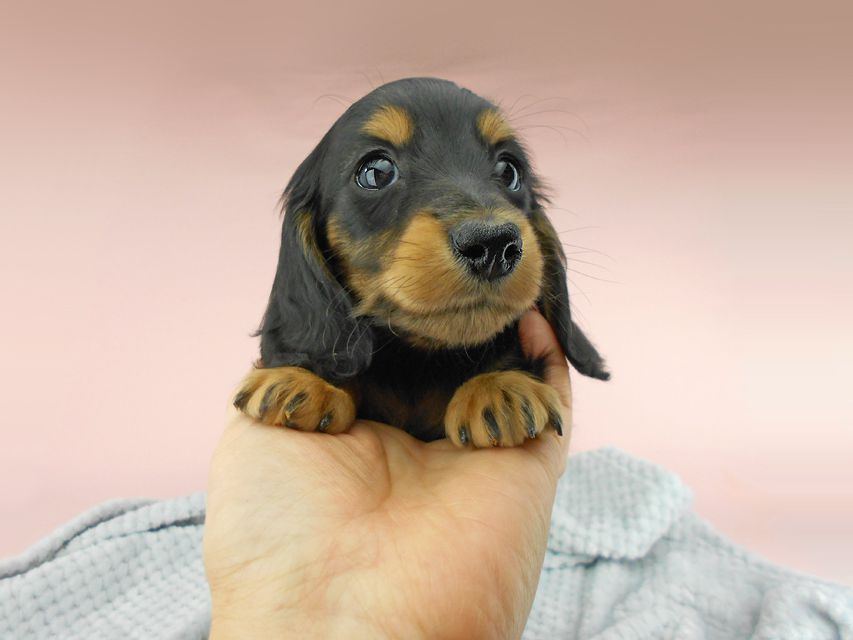 カニンヘンダックスフンド ナンシーcs & ナイトの子犬 ブラックタン 男の子（3）