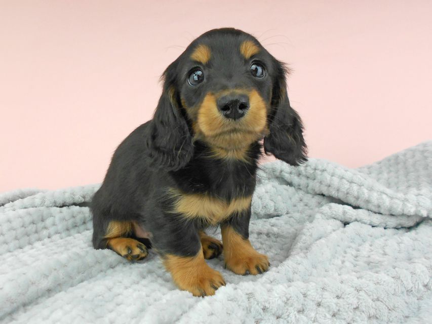 カニンヘンダックスフンド ナンシーcs & ナイトの子犬 ブラックタン 男の子（3）