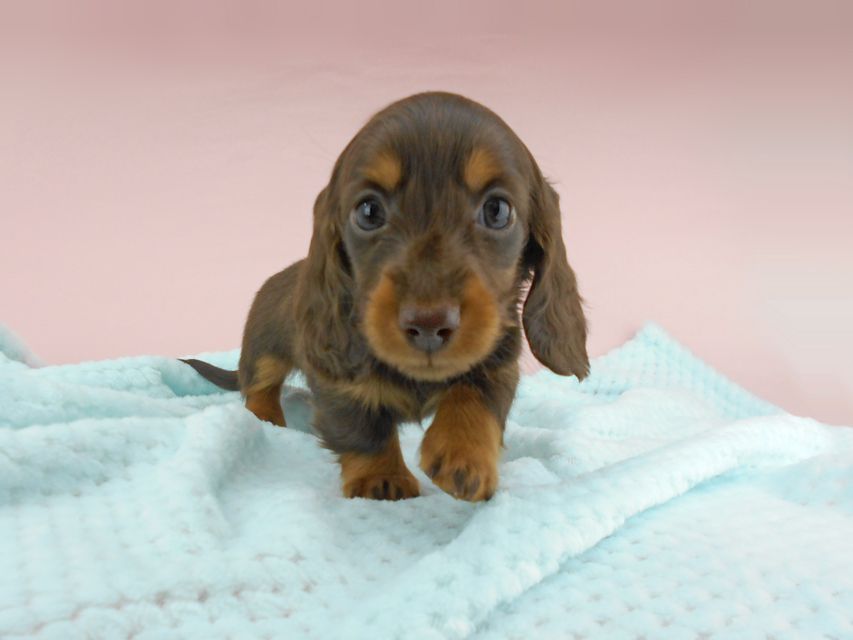 カニンヘンダックスフンド ナンシーcs & ナイトの子犬 チョコタン 男の子DSCN4795 カニンヘンダックスフンド ナンシーcs & ナイトの子犬 チョコタン 男の子