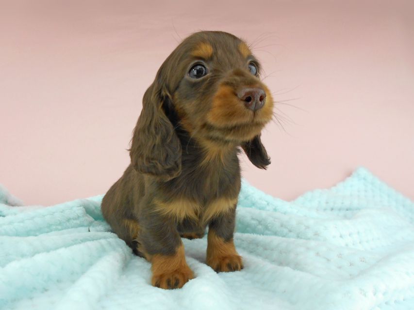 カニンヘンダックスフンド ナンシーcs & ナイトの子犬 チョコタン 男の子DSCN4796 カニンヘンダックスフンド ナンシーcs & ナイトの子犬 チョコタン 男の子