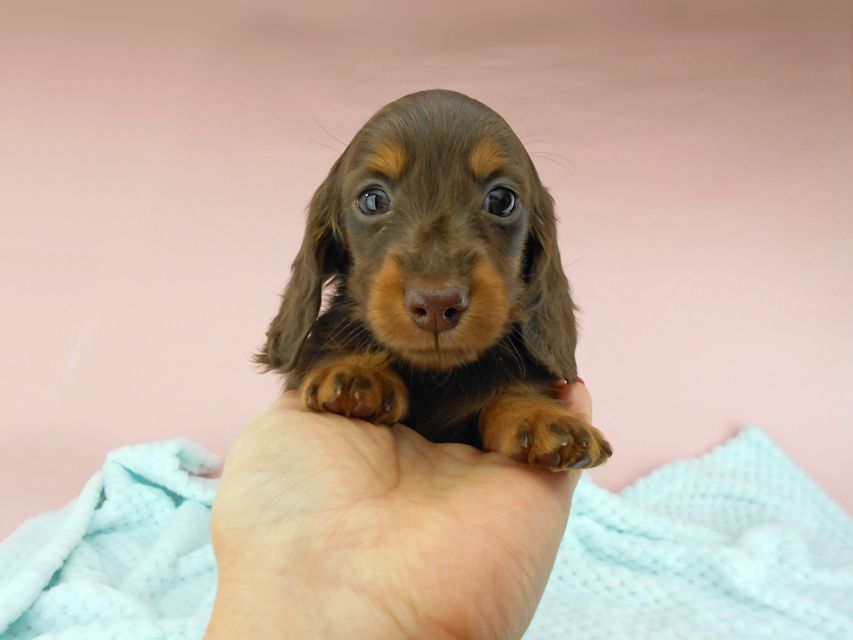 カニンヘンダックスフンド ナンシーcs & ナイトの子犬 チョコタン 男の子DSCN4803 カニンヘンダックスフンド ナンシーcs & ナイトの子犬 チョコタン 男の子