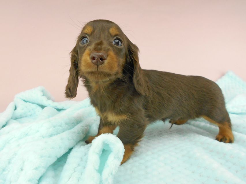 カニンヘンダックスフンド ナンシーcs & ナイトの子犬 チョコタン 男の子DSCN4810 カニンヘンダックスフンド ナンシーcs & ナイトの子犬 チョコタン 男の子