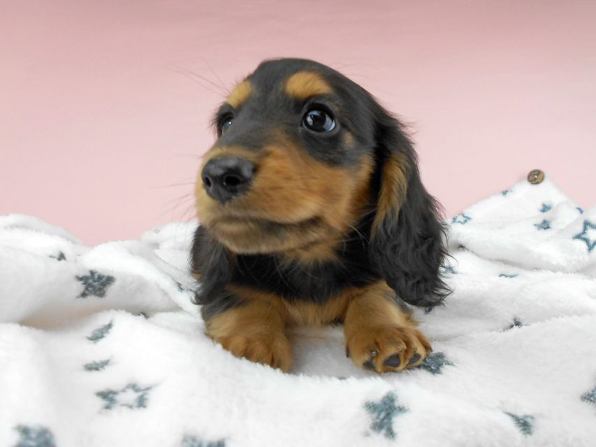 カニンヘンダックスフンド ココcs & 朝日の子犬 ブラックタン 男の子