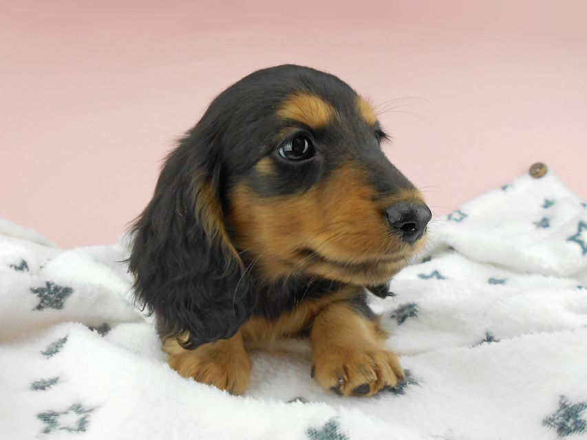 カニンヘンダックスフンド ココcs & 朝日の子犬 ブラックタン 男の子