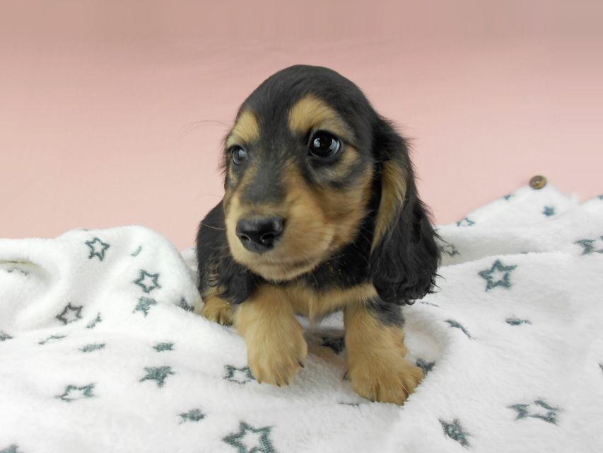 カニンヘンダックスフンド ココcs & 朝日の子犬 ブラックイエロー（ブラッククリーム）男の子