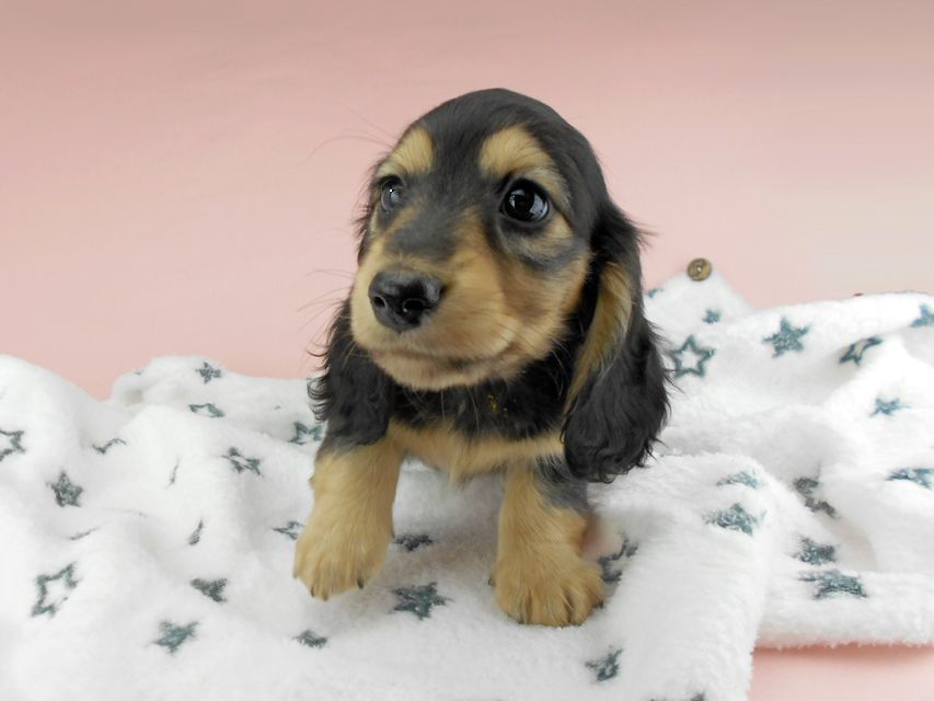 カニンヘンダックスフンド ココcs & 朝日の子犬 ブラックイエロー（ブラッククリーム）男の子