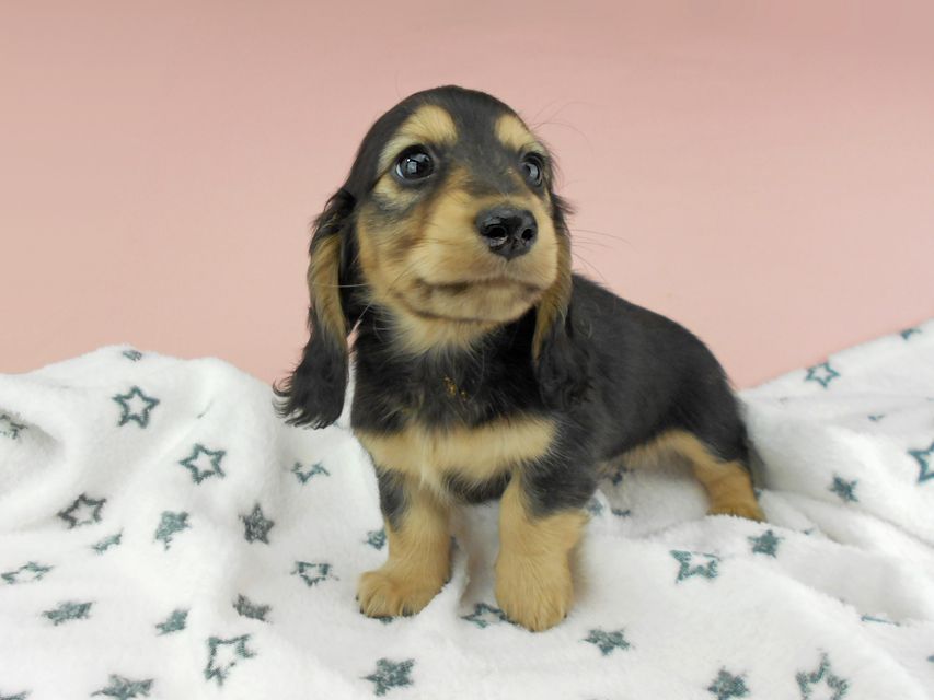 カニンヘンダックスフンド ココcs & 朝日の子犬 ブラックイエロー（ブラッククリーム）男の子