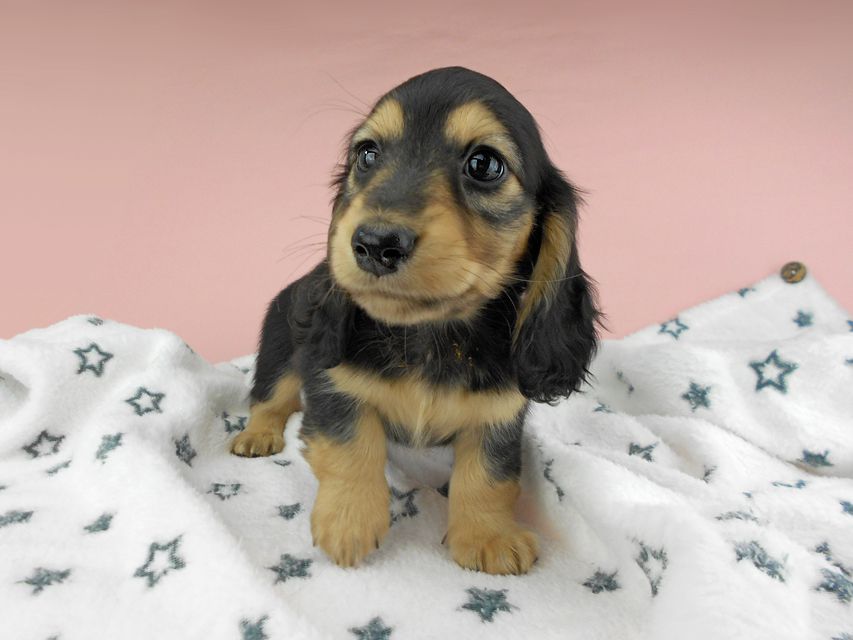 カニンヘンダックスフンド ココcs & 朝日の子犬 ブラックイエロー（ブラッククリーム）男の子