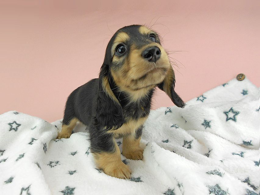 カニンヘンダックスフンド ココcs & 朝日の子犬 ブラックイエロー（ブラッククリーム）男の子