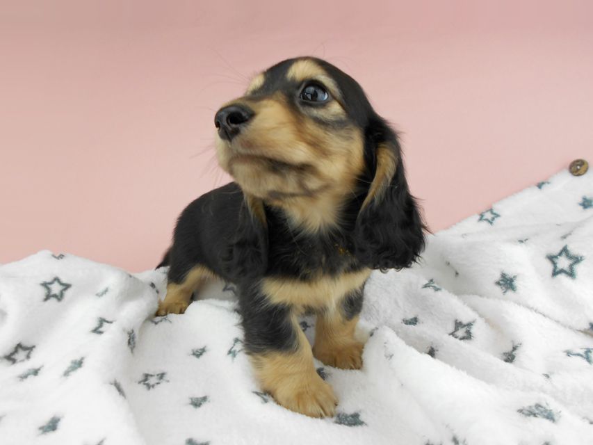 カニンヘンダックスフンド ココcs & 朝日の子犬 ブラックイエロー（ブラッククリーム）男の子