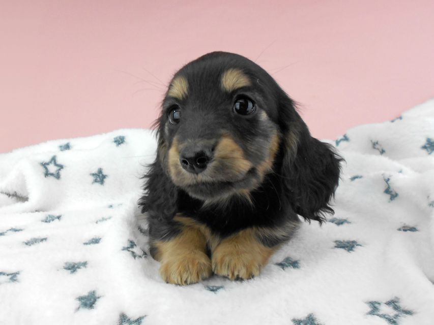 カニンヘンダックスフンド ココcs & 朝日の子犬 ブラックイエロー（ブラッククリーム）女の子