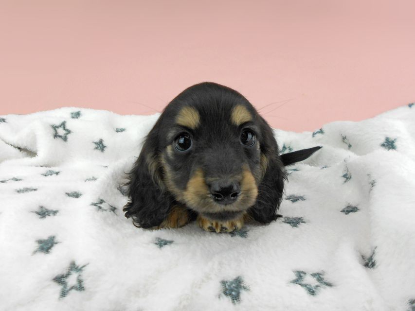 カニンヘンダックスフンド ココcs & 朝日の子犬 ブラックイエロー（ブラッククリーム）女の子