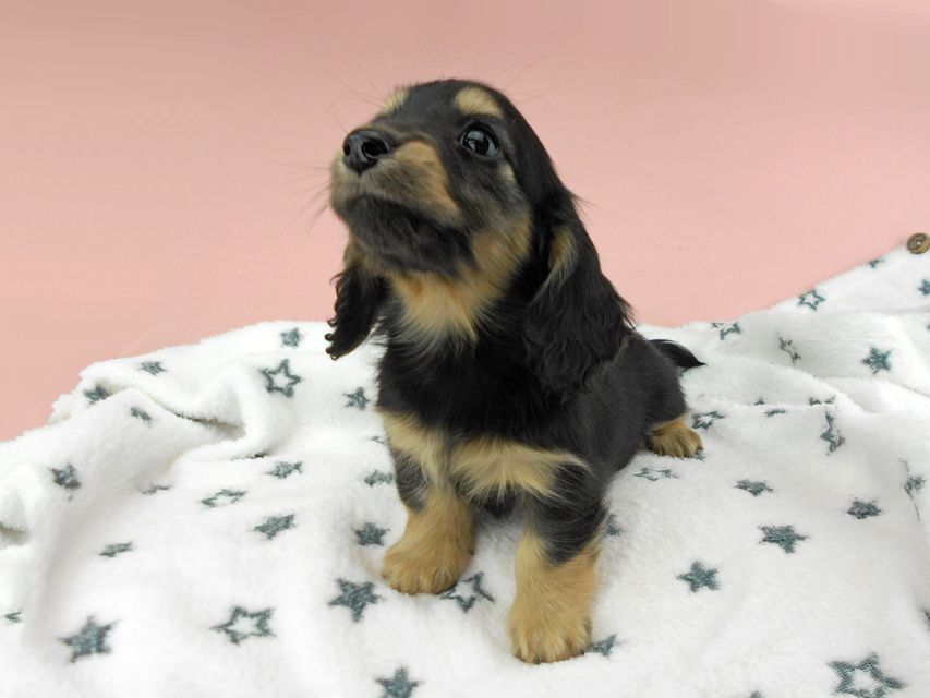 カニンヘンダックスフンド ココcs & 朝日の子犬 ブラックイエロー（ブラッククリーム）女の子