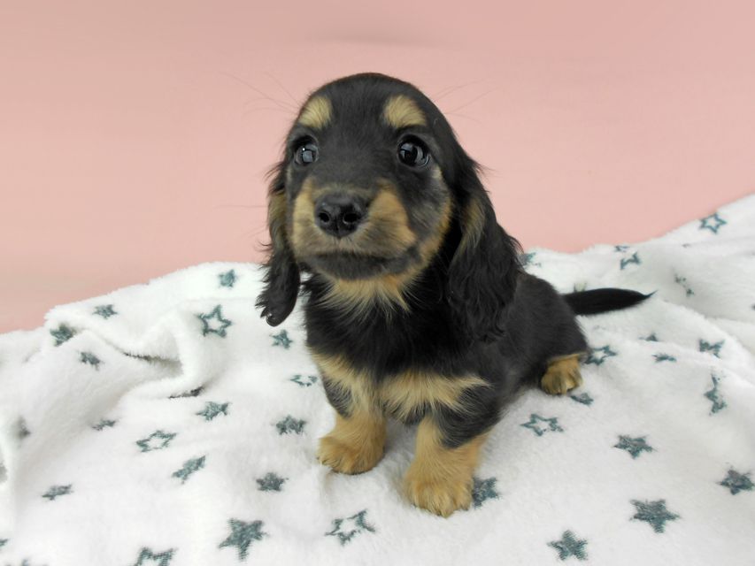 カニンヘンダックスフンド ココcs & 朝日の子犬 ブラックイエロー（ブラッククリーム）女の子