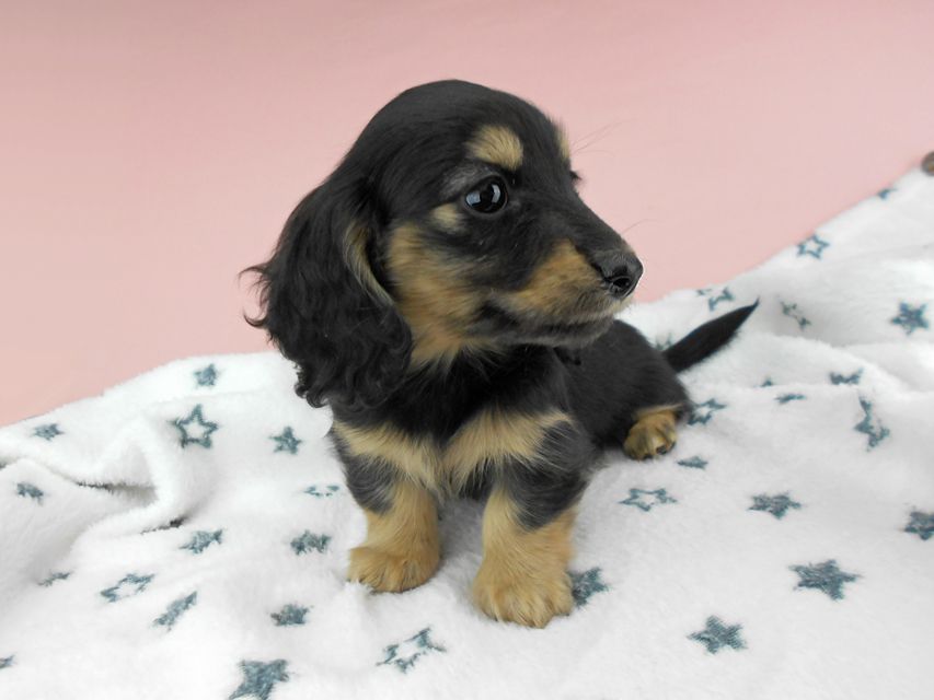 カニンヘンダックスフンド ココcs & 朝日の子犬 ブラックイエロー（ブラッククリーム）女の子