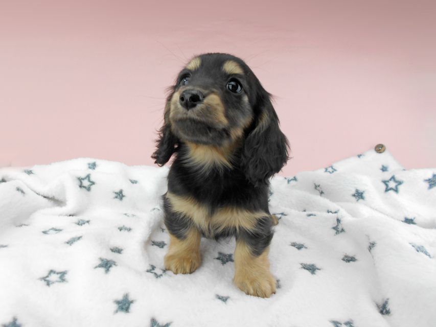 カニンヘンダックスフンド ココcs & 朝日の子犬 ブラックイエロー（ブラッククリーム）女の子