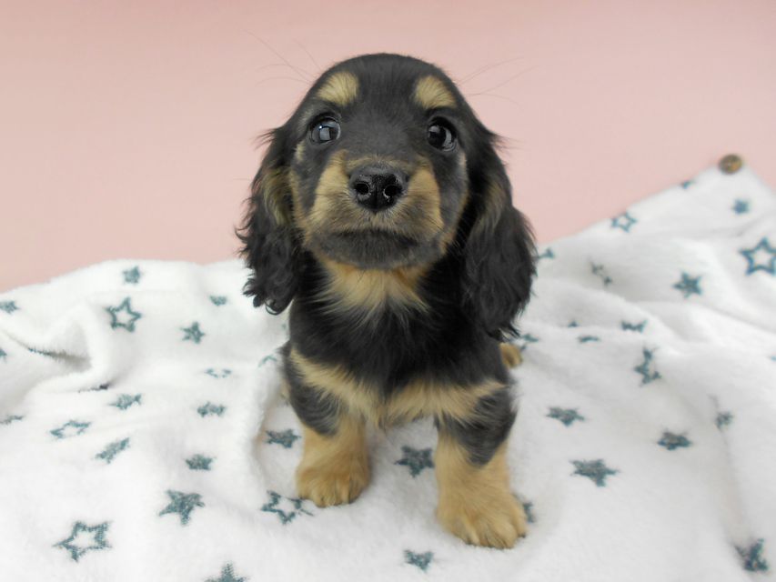 カニンヘンダックスフンド ココcs & 朝日の子犬 ブラックイエロー（ブラッククリーム）女の子