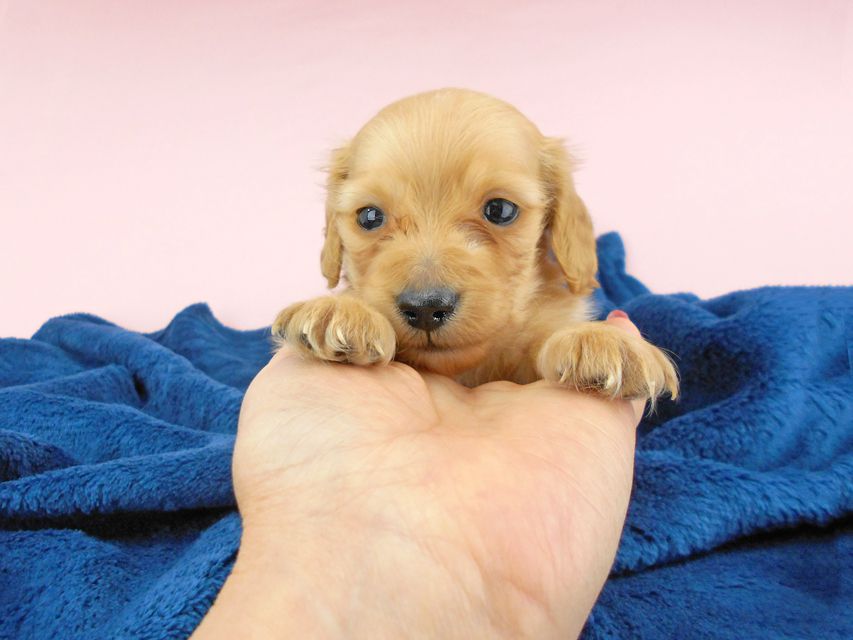 カニンヘンダックスフンド ププリン & クッキーの子犬 クリアレッド 男の子