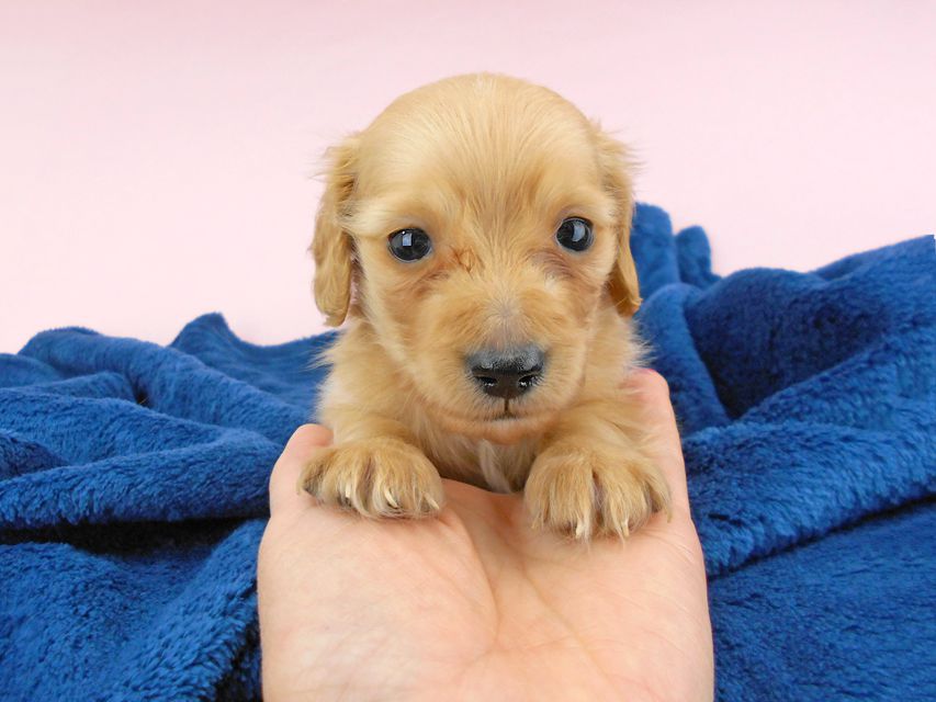 カニンヘンダックスフンド ププリン & クッキーの子犬 クリアレッド 男の子