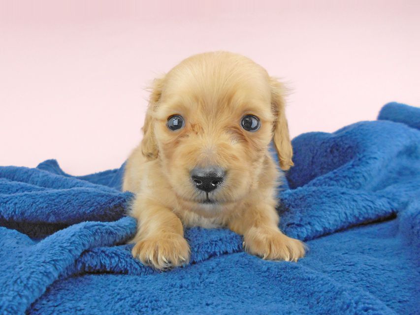 カニンヘンダックスフンド ププリン & クッキーの子犬 クリアレッド 男の子