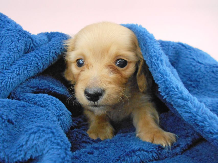 カニンヘンダックスフンド ププリン & クッキーの子犬 クリアレッド 男の子