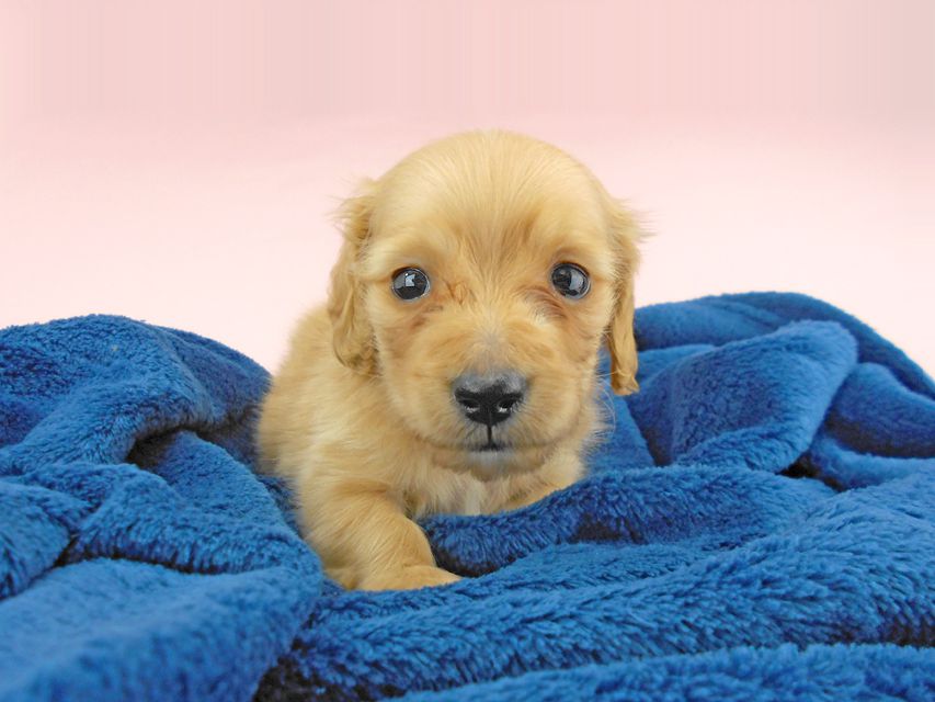 カニンヘンダックスフンド ププリン & クッキーの子犬 クリアレッド 男の子