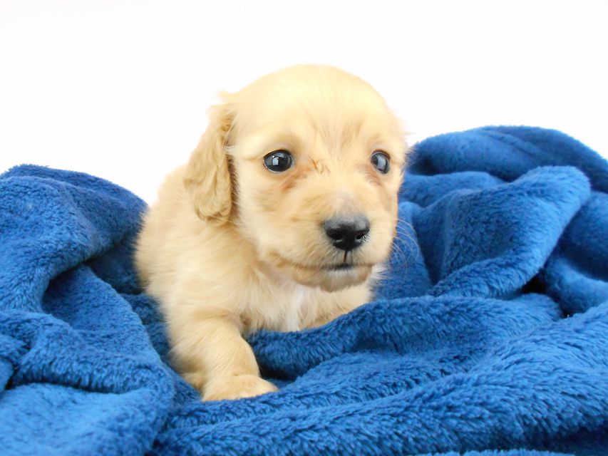 カニンヘンダックスフンド ププリン & クッキーの子犬 クリアレッド 男の子