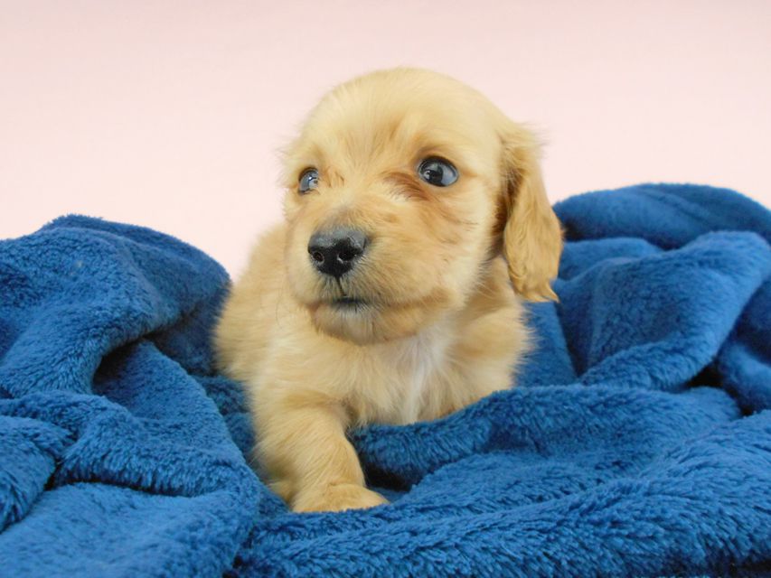 カニンヘンダックスフンド ププリン & クッキーの子犬 クリアレッド 男の子