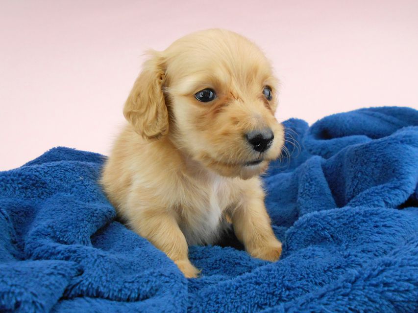 カニンヘンダックスフンド ププリン & クッキーの子犬 クリアレッド 男の子