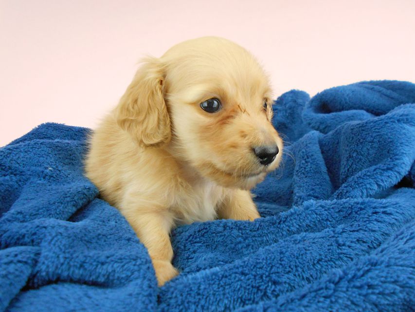 カニンヘンダックスフンド ププリン & クッキーの子犬 クリアレッド 男の子