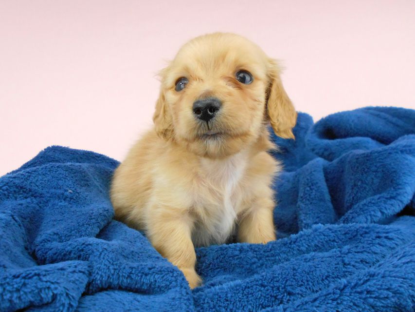 カニンヘンダックスフンド ププリン & クッキーの子犬 クリアレッド 男の子