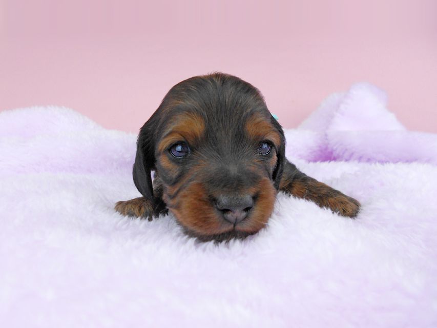 ミニチュアダックスフンド ルチア & ジムの子犬 レッド 男の子 お写真初登場DSCN4917 ミニチュアダックスフンド ルチア & ジムの子犬 レッド 男の子 お写真初登場