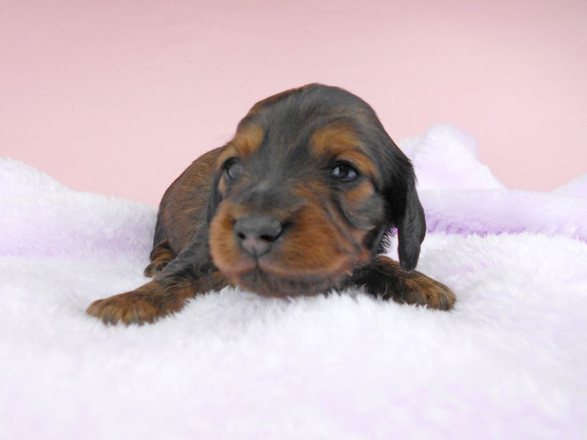ミニチュアダックスフンド ルチア & ジムの子犬 レッド 男の子 お写真初登場DSCN4918 ミニチュアダックスフンド ルチア & ジムの子犬 レッド 男の子 お写真初登場