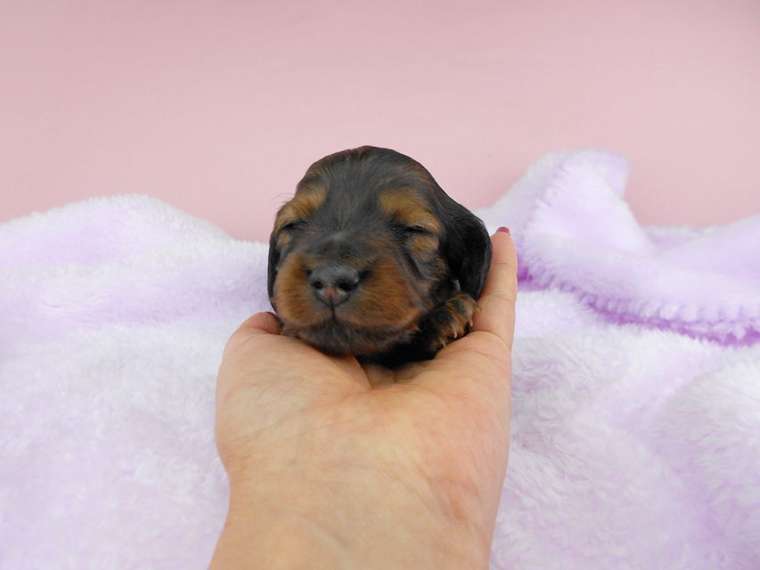 ミニチュアダックスフンド ルチア & ジムの子犬 レッド 男の子 お写真初登場DSCN4921 ミニチュアダックスフンド ルチア & ジムの子犬 レッド 男の子 お写真初登場