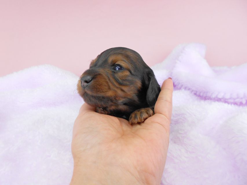 ミニチュアダックスフンド ルチア & ジムの子犬 レッド 男の子 お写真初登場DSCN4922 ミニチュアダックスフンド ルチア & ジムの子犬 レッド 男の子 お写真初登場