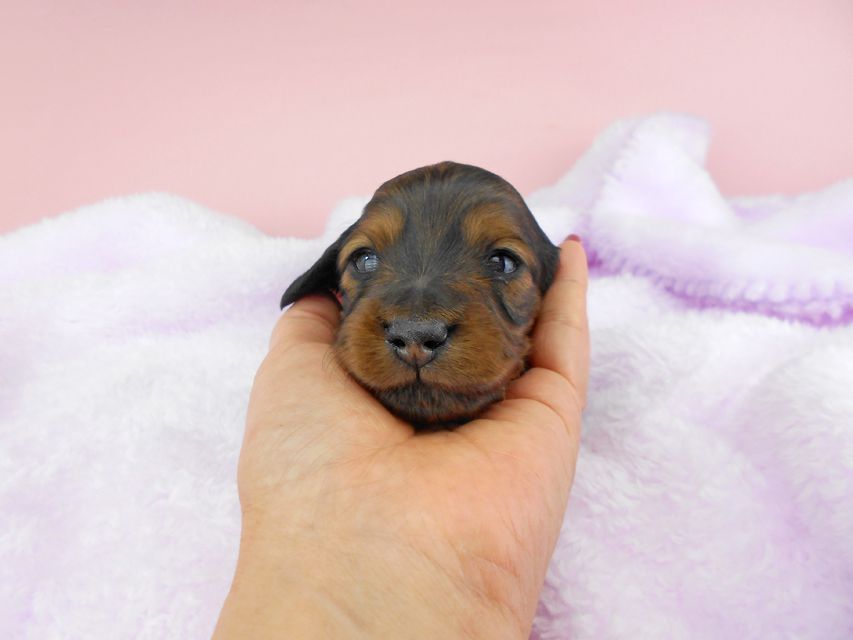 ミニチュアダックスフンド ルチア & ジムの子犬 レッド 男の子 お写真初登場DSCN4923 ミニチュアダックスフンド ルチア & ジムの子犬 レッド 男の子 お写真初登場