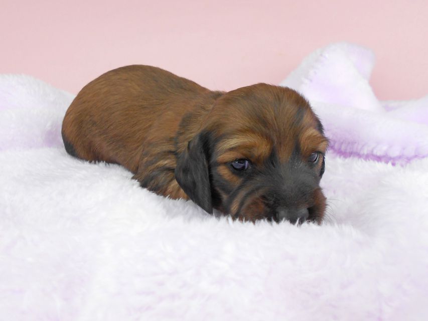 ミニチュアダックスフンド ルチア & ジムの子犬 レッド 女の子 お写真初登場