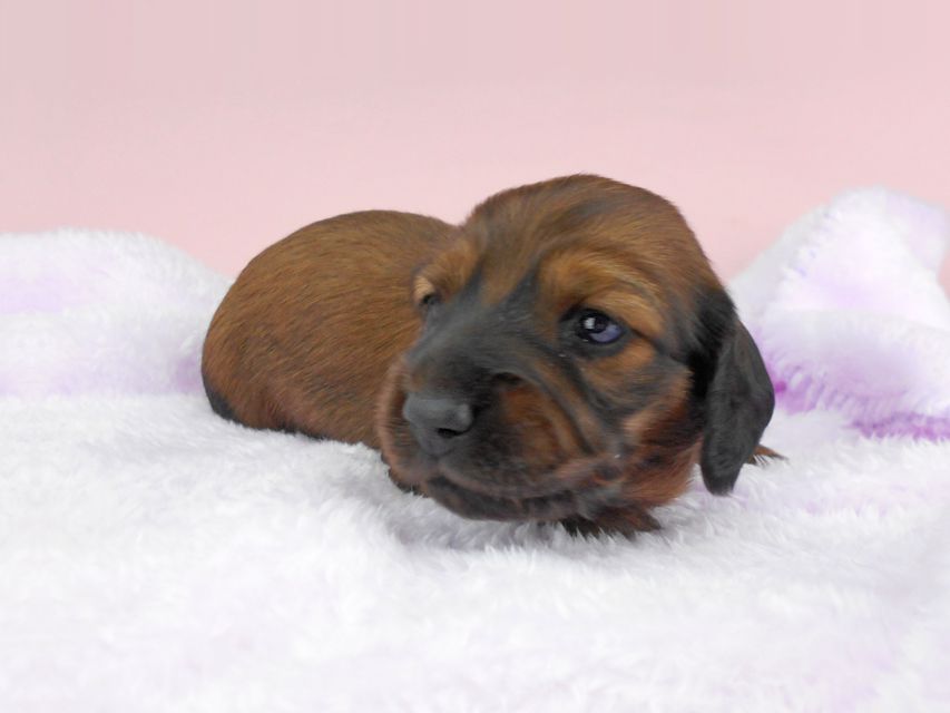 ミニチュアダックスフンド ルチア & ジムの子犬 レッド 女の子 お写真初登場